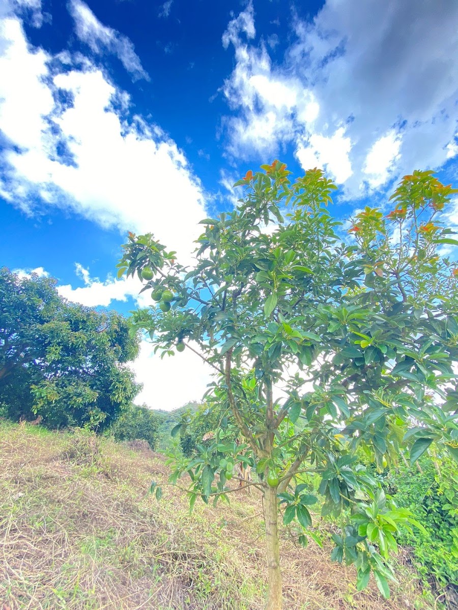Lote en Venta - Carrera 10, 240000,002 m² (foto 2) — CREBI