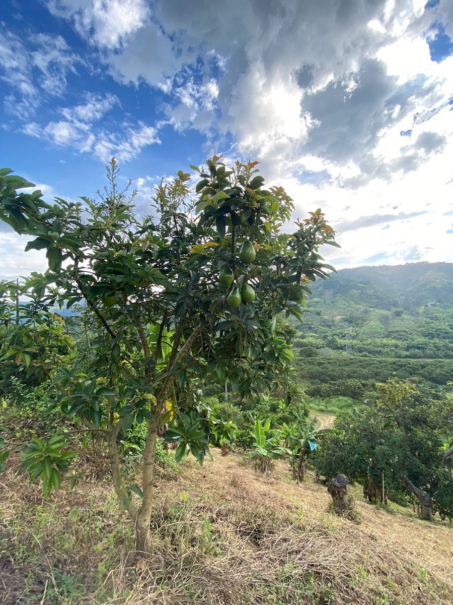 Lote en Venta - Carrera 10, 240000,002 m² (foto 6) — CREBI