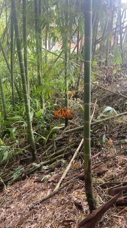 Lote en Venta - AMCO, Area Metropolitana Centro Occidente, Pereira, Risaralda, RAP Eje Cafetero, Colombia, 1700,0 m² — CREBI